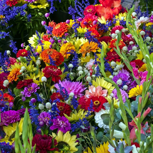 💐Многоцветни семена