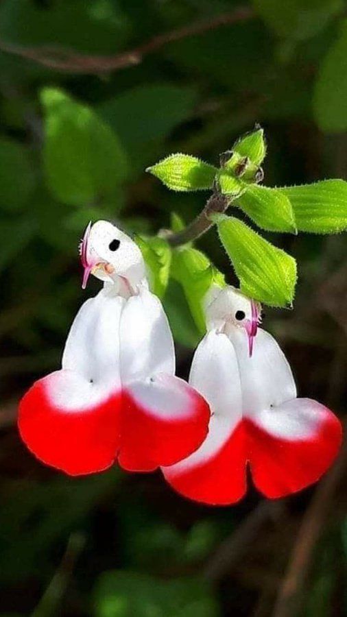 🦜🎁Salvia microphylla 'Hot Lips'