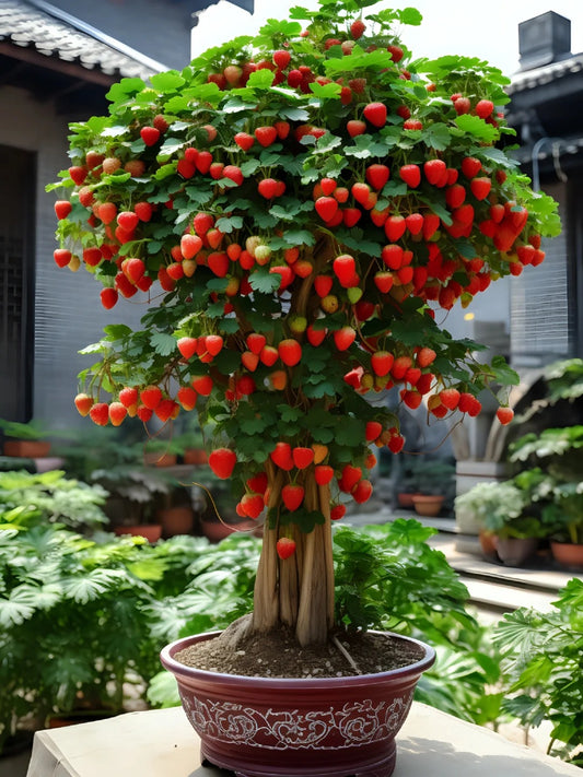 🍓Семена за саксийно растение джудже ягода