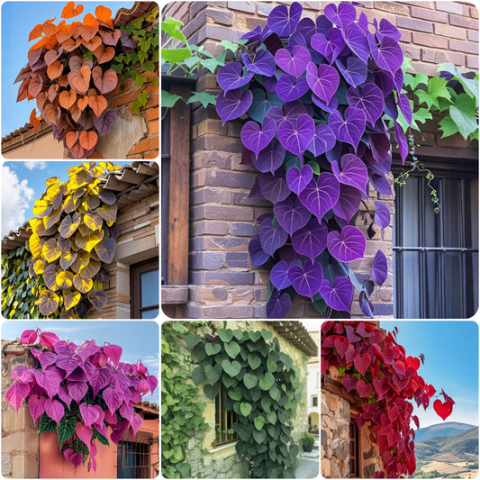 🌿Purple Heart Vine Seeds