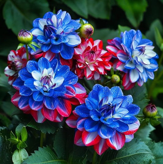 💮 Семена от луковици на далии - Украсете градината си