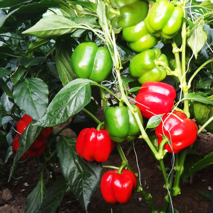 Органични семена от цветни сладки чушки