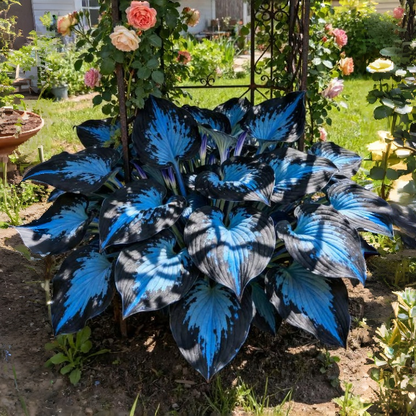 💥Гореща разпродажба 2025 🌌Семена на хоста Midnight Blue Heart Многогодишно растение за сенчеста градина