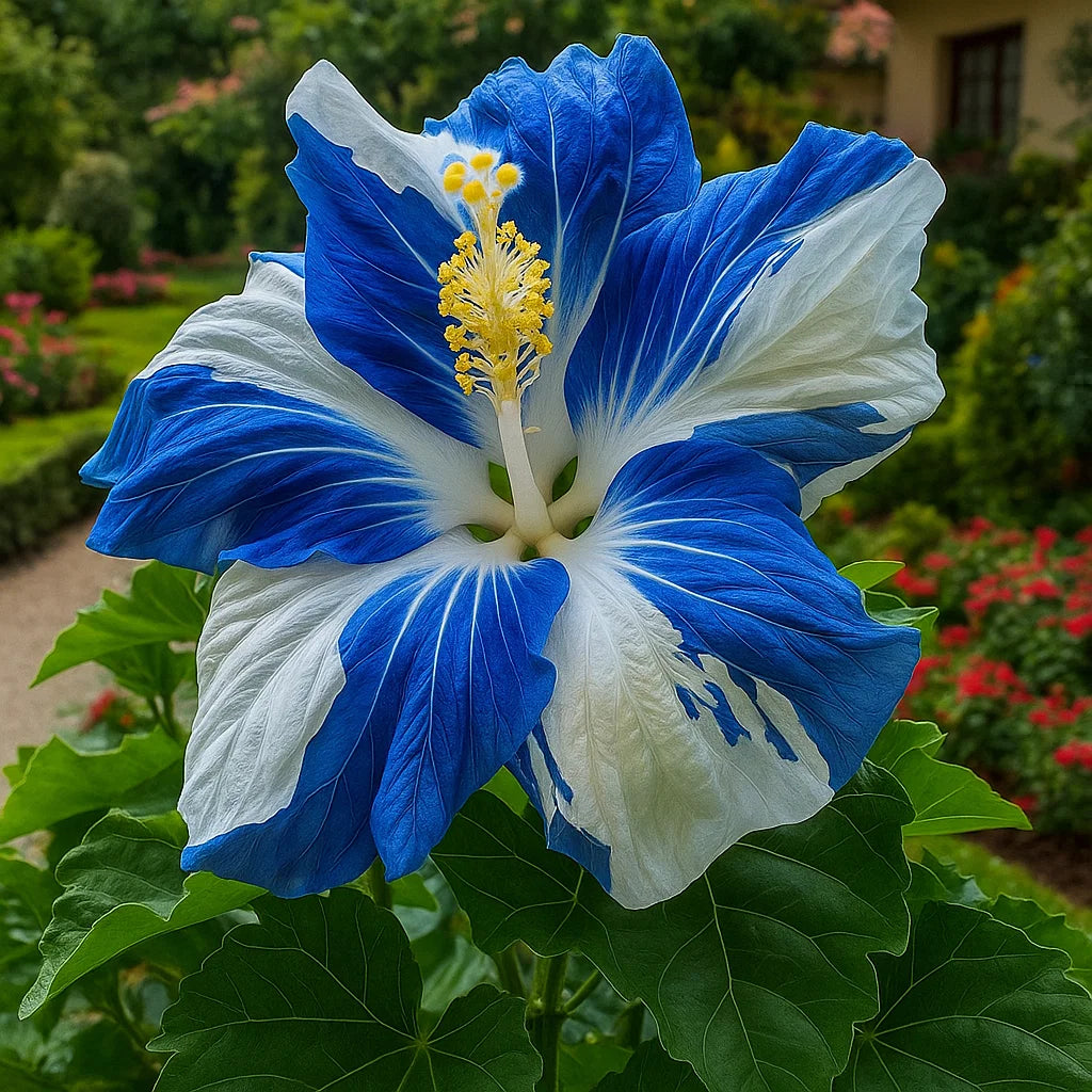 🌸Двойни семена от хибискус -Лесни за отглеждане