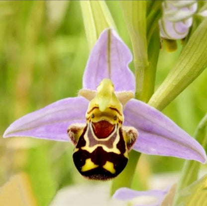 🐝Редките семена Ophrys Apifera (Смееща се пчелна орхидея)