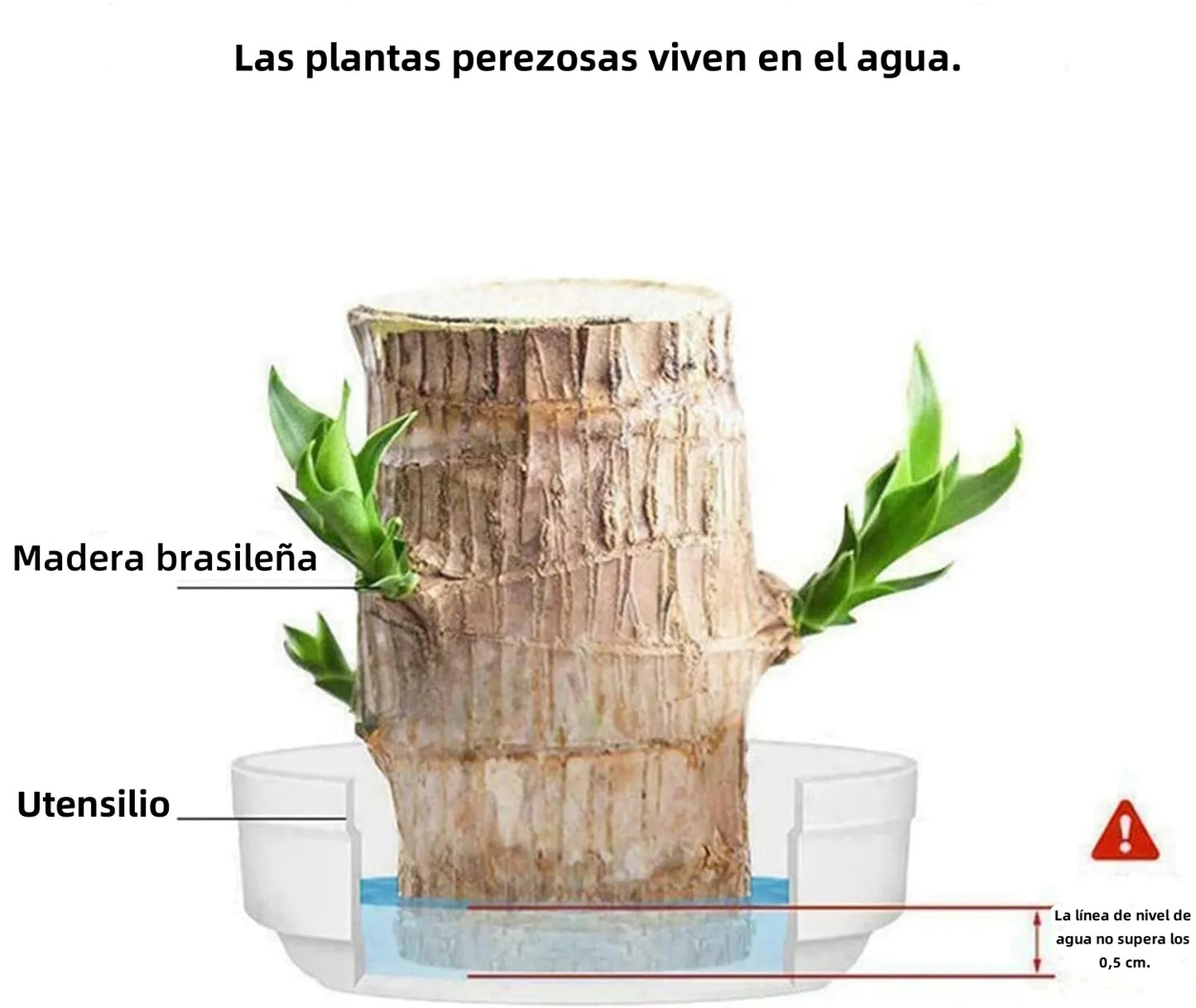 🎁Късметлийско растениеБразилско дърво