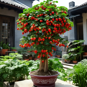 🍓Семена за саксийно растение джудже ягода