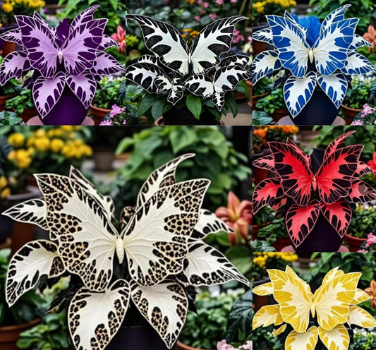 🦋Семена от пеперуда Гераниум