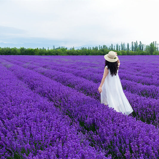💐Семена от лавандула