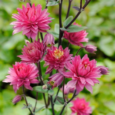 🐱Семена от цветя "Котешка лапа"-Купете едно, вземете едно безплатно🐾Лесни за отглеждане