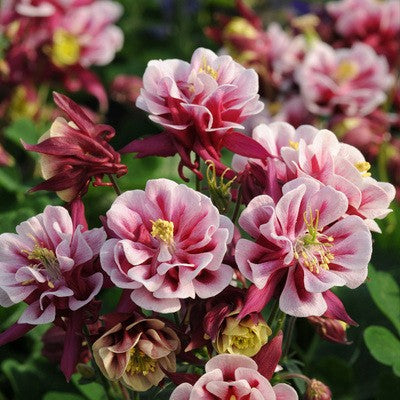 🐱Семена от цветя "Котешка лапа"-Купете едно, вземете едно безплатно🐾Лесни за отглеждане