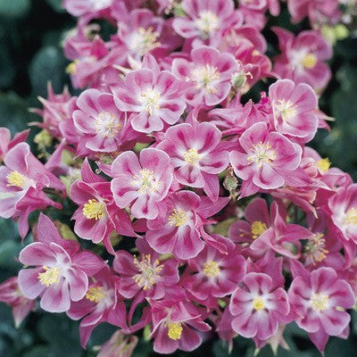 🐱Семена от цветя "Котешка лапа"-Купете едно, вземете едно безплатно🐾Лесни за отглеждане