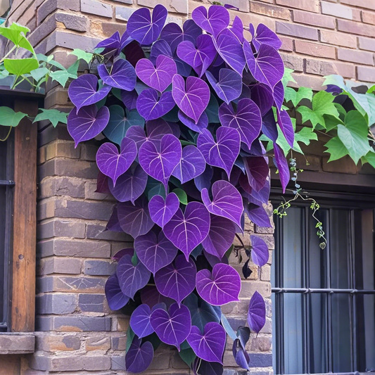 🌿Purple Heart Vine Seeds