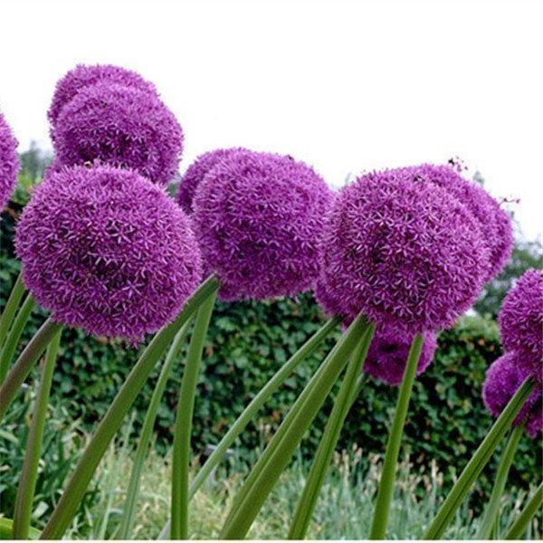 Градински открит гигантски Allium Giganteum красиви цветни семена бонсай семена за растения