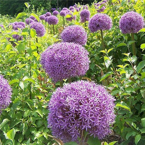 Градински открит гигантски Allium Giganteum красиви цветни семена бонсай семена за растения