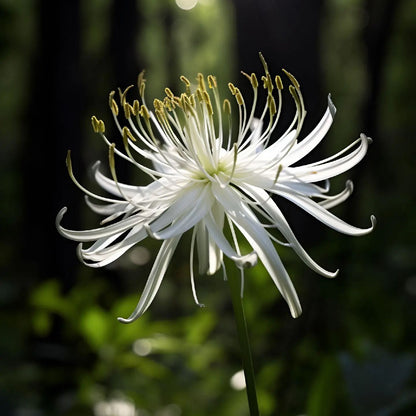 🕷️Многоцветни семена на паякообразна лилия🌈