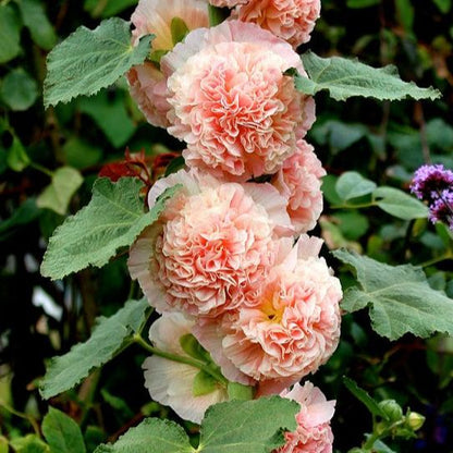 🌸Семена от двоен ружа-Лесни за отглеждане