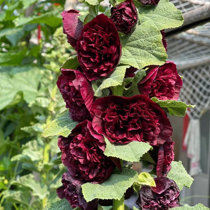 🌸Семена от двоен ружа-Лесни за отглеждане