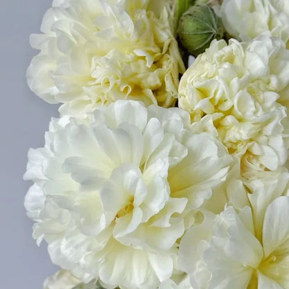 🌸Семена от двоен ружа-Лесни за отглеждане