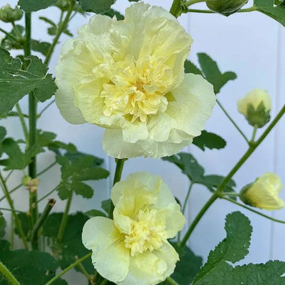 🌸Семена от двоен ружа-Лесни за отглеждане