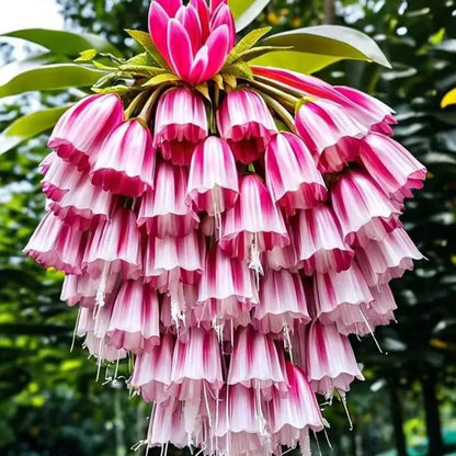 🌸Висящи семена за лобелия – Лесни за отглеждане