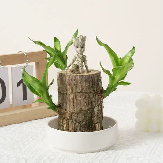 🎁Късметлийско растениеБразилско дърво