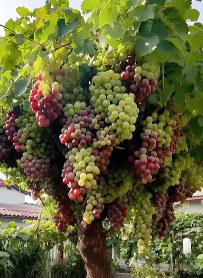 🍇🌿Гигантски семена от гроздово дърво: тънко корени, големи и без семки