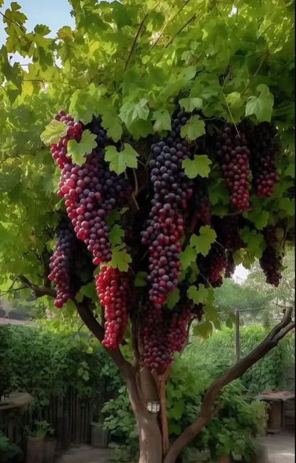 🍇🌿Гигантски семена от гроздово дърво: тънко корени, големи и без семки