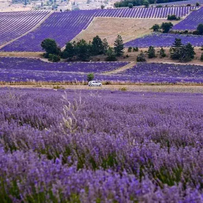 💐Семена от лавандула