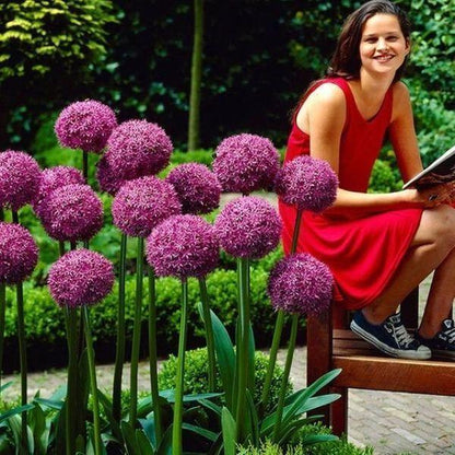 Градински открит гигантски Allium Giganteum красиви цветни семена бонсай семена за растения